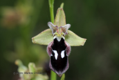 Orchid (Ophrys reinholdii) at Menalo mountain