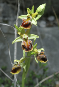 Orchid (Ophrys grammica) at Rodopi mountains