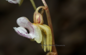 Ghost orchid (Epipogium aphyllum) at Olympus mountain
