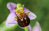 Bee orchid (Ophrys apifera) at Evia island