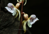 Ghost orchid (Epipogium aphyllum) at Gramos mountain