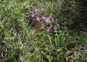 Orchis sitiaca at Crete island