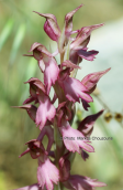 Holy orchid (Anacamptis sancta) at Rhodes island