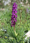 Orchis mascula at Falakro mountain