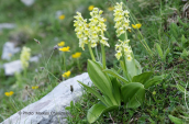 Orchids (Orchis pallens) at Falakro mountain