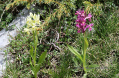 Orchids (Dactylorhiza sambucina) at Falakro mountain