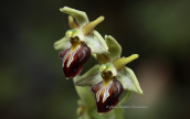 Ophrys grammica at Prespa lakes
