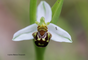 Bee orchid Ophrys apifera