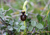 A different Ophrys speculum subsp. speculum