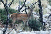 Young red deer, Κοκκινο ελαφι Παρνηθα Cervus elaphus Red deer Parnitha mountain, Red deer Cervus elaphus Parnitha mountain Παρνηθα Κοκκινο ελαφι