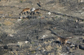 Red deers at the burned  Parnitha mountain, Κοκκινο ελαφι Παρνηθα Cervus elaphus Red deer Parnitha mountain, Κοκκινο ελαφι Παρνηθα Cervus elaphus Red deer Parnitha mountain