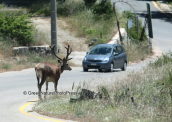 A male deer at the Parnitha mountain pays no attention to the passing cars, Κοκκινο ελαφι Παρνηθα Cervus elaphus Red deer Parnitha mountain, Κοκκινο ελαφι Παρνηθα Cervus elaphus Red deer Parnitha mountain