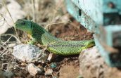 Balkan green lizard at Parnitha mountain