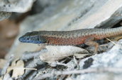 Lizard (Algyroides nigropunctatus) at Prespa lakes