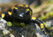 Fire salamander (Salamandra salamandra) at Olympus mountain