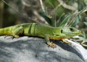 Balkan green lizard (Lacerta trilineata) at Dystos at Evia island