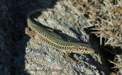 Erhard's wall lizard at Myconos island