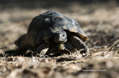 Marginated tortoise (Testudo marginata)