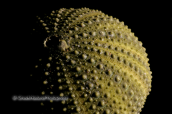 Echinoderms 002, , Εχινοδερμα