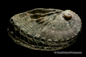 Shells-Haliotis tuberculata, Shells-Haliotis tuberculata, Κοχυλια Shells Haliotis tuberculata