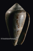 Shells-Conus mediterraneus, Shells-Conus mediterraneus, Κοχυλια Shells Conus mediterraneus
