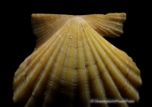 Shells-Proteopecten glaber, , Κοχυλια Proteopecten glaber Shells