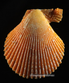 Shells-Chlamys varia, , Κοχυλια Chlamys varia Shells