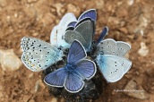Butterflies at Prespa lakes
